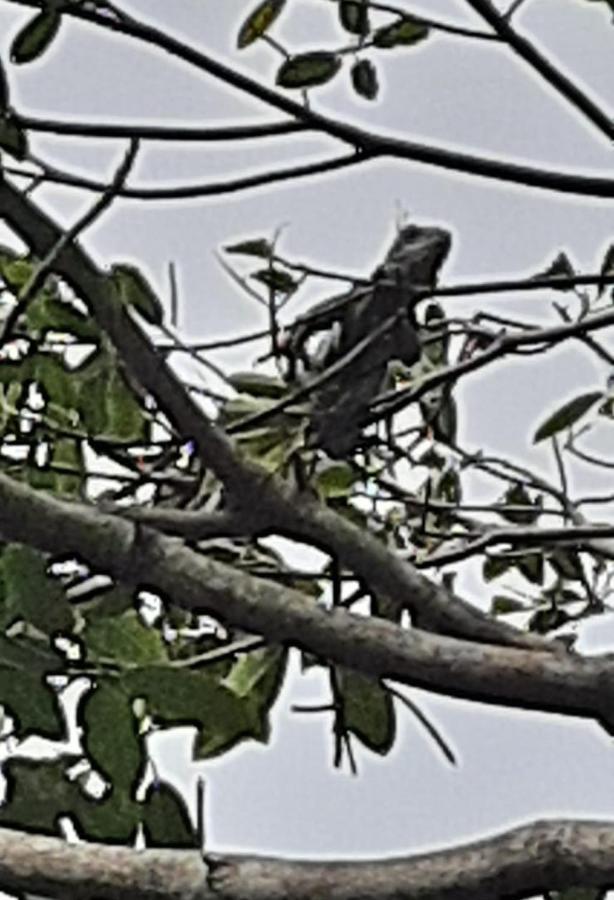 El Olimpo Necoclí